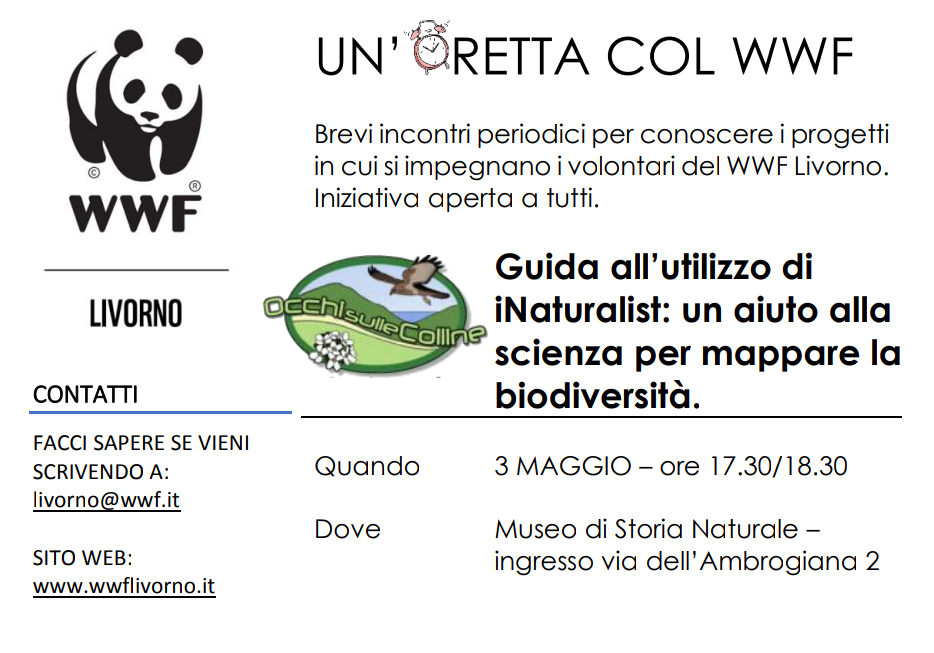 Oretta iNaturalist
